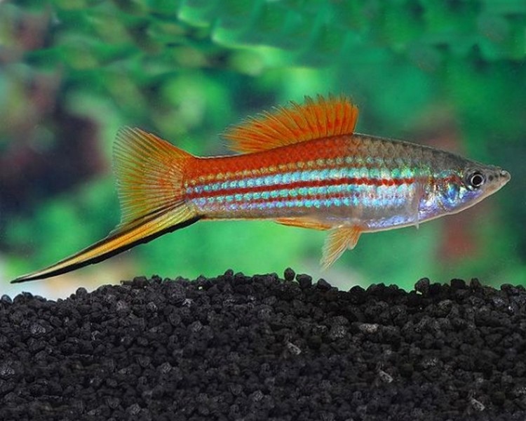 Green Swordtail ~ 3cm - 4cm